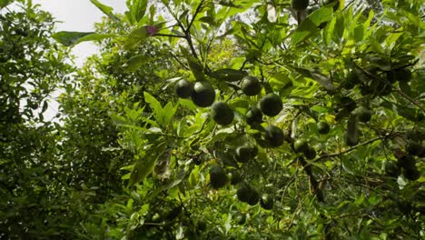 Avocados-Hängen-In-Zeitlupe-An-Einem-Baum