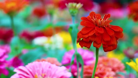 las coloridas flores de zinnia se balancean suavemente en el parque