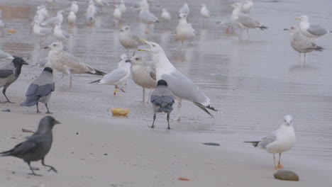 Angry-seagull-opens-beak-while-standing-over-bun