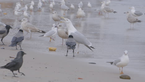 la gaviota enojada abre el pico mientras está de pie sobre el pan