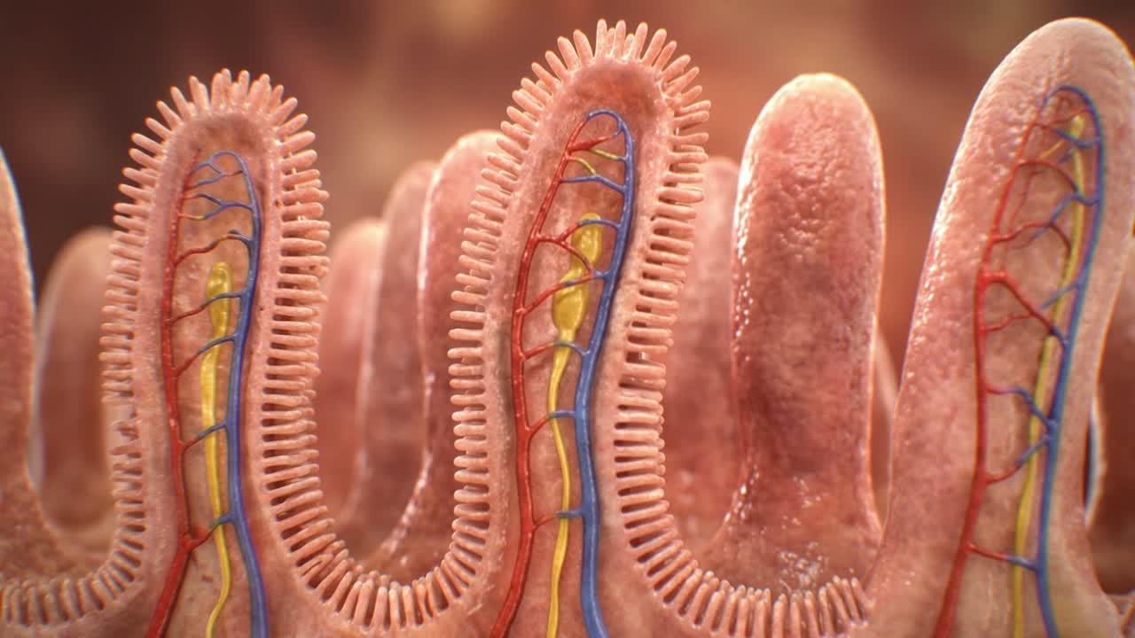 Visione Microscopica Dettagliata dei Villi dell'Intestino Tenue Umano