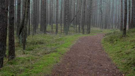 Bosque-De-Pinos-Silvestres-Con-Musgo-Verde-Y-Brezo-Bajo-Los-árboles,-Día-Nublado-Con-Niebla-Ligera,-Sendero-De-Senderismo-Vacío,-Bosque-Nórdico,-Costa-Del-Mar-Báltico,-Concepto-Místico,-Amplio-Tiro-De-Mano-Inclinado-Hacia-Arriba