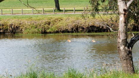 two golden retrievers swimming in a river in australia