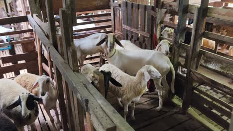 sheep and goats in a wooden pen