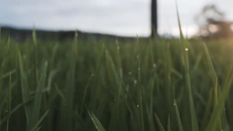 sun shining through rice fields at dawn