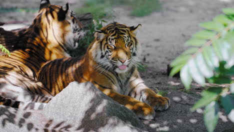 bengal tiger couple lying in shadow resting together under the tree, staring at camera