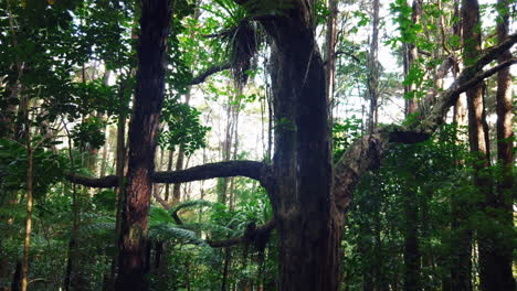 paisaje tranquilo en una exuberante selva tropical con muchos árboles altos y arbustos espesos