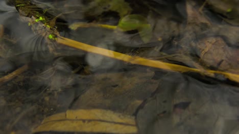 primer plano timelapse arroyo de agua