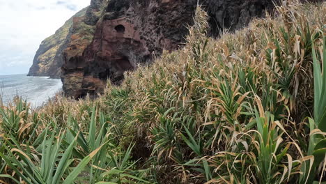 Isla-De-Madeira:-Acérquese-A-La-Línea-De-Coste