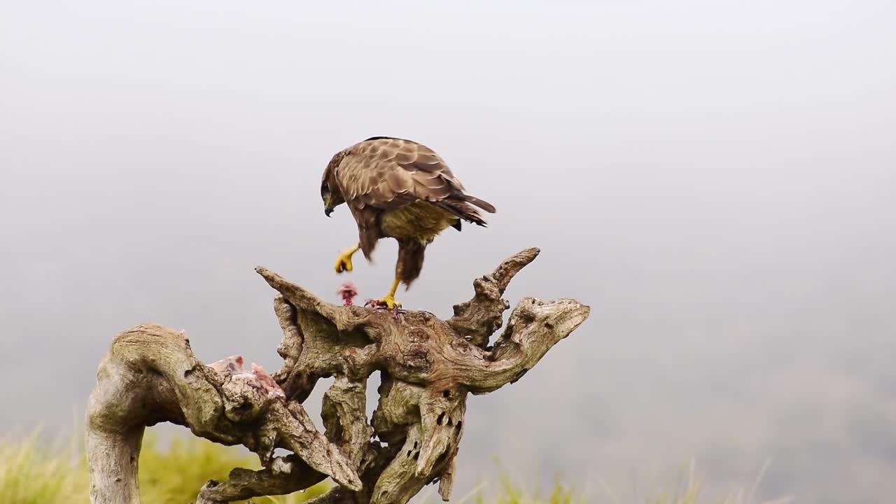 buteo buteo sentado en el tronco del árbol y comiendo presa