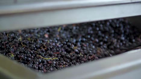 Close-up-view-of-crushed-red-grapes,-removed-with-a-shovel,-slow-motion