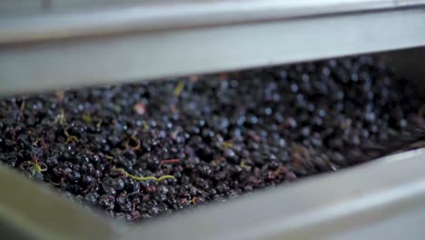 vista de cerca de uvas rojas trituradas, eliminadas con una pala, cámara lenta