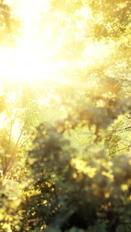 sunlight through trees in a forest