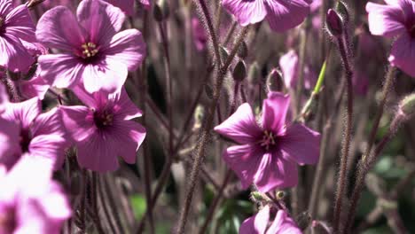primer plano de hermosas flores rosadas en el parque