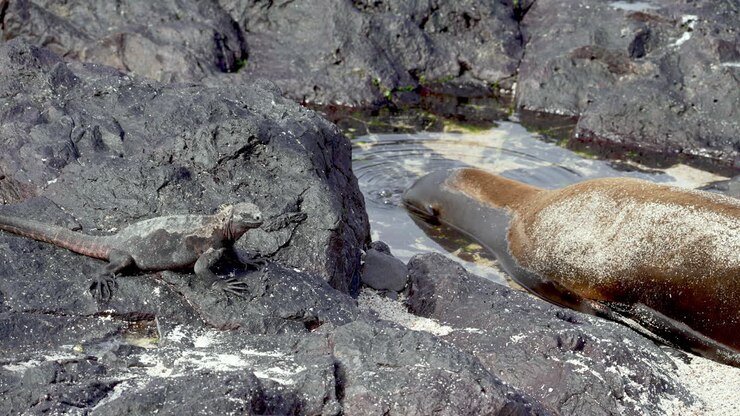 Marine Iguana On Lava Rock Beside Galapagos Sea Lion Resting Head In Rock Pool Blowing Bubbles In Punta Suarez