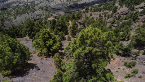 arid valley below the hill with green vegetation of shrubs and low trees, hierro island, canary - drone shot