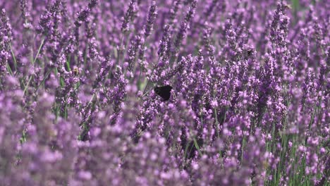 Mariposas-Y-Abejas-En-Flores-De-Lavanda-En-El-Jardín