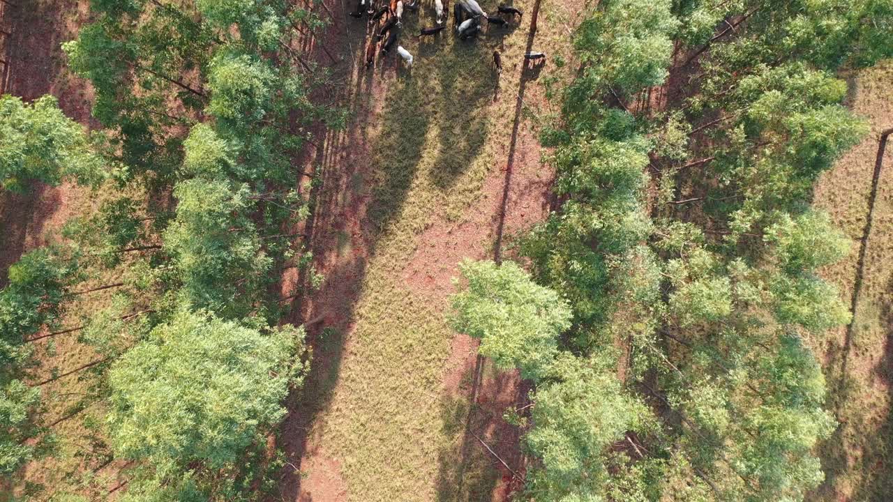 vista aerea del ganado en el sistema integrado lavoura, ganado, bosque