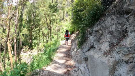 two hikers trekking along a scenic forest path