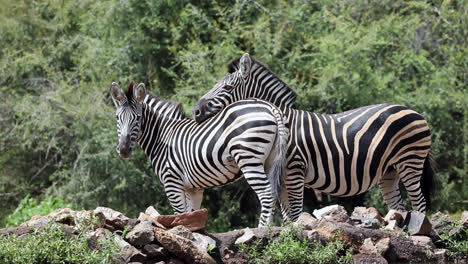 burchell's zebras in madikwe, south africa - wide shot