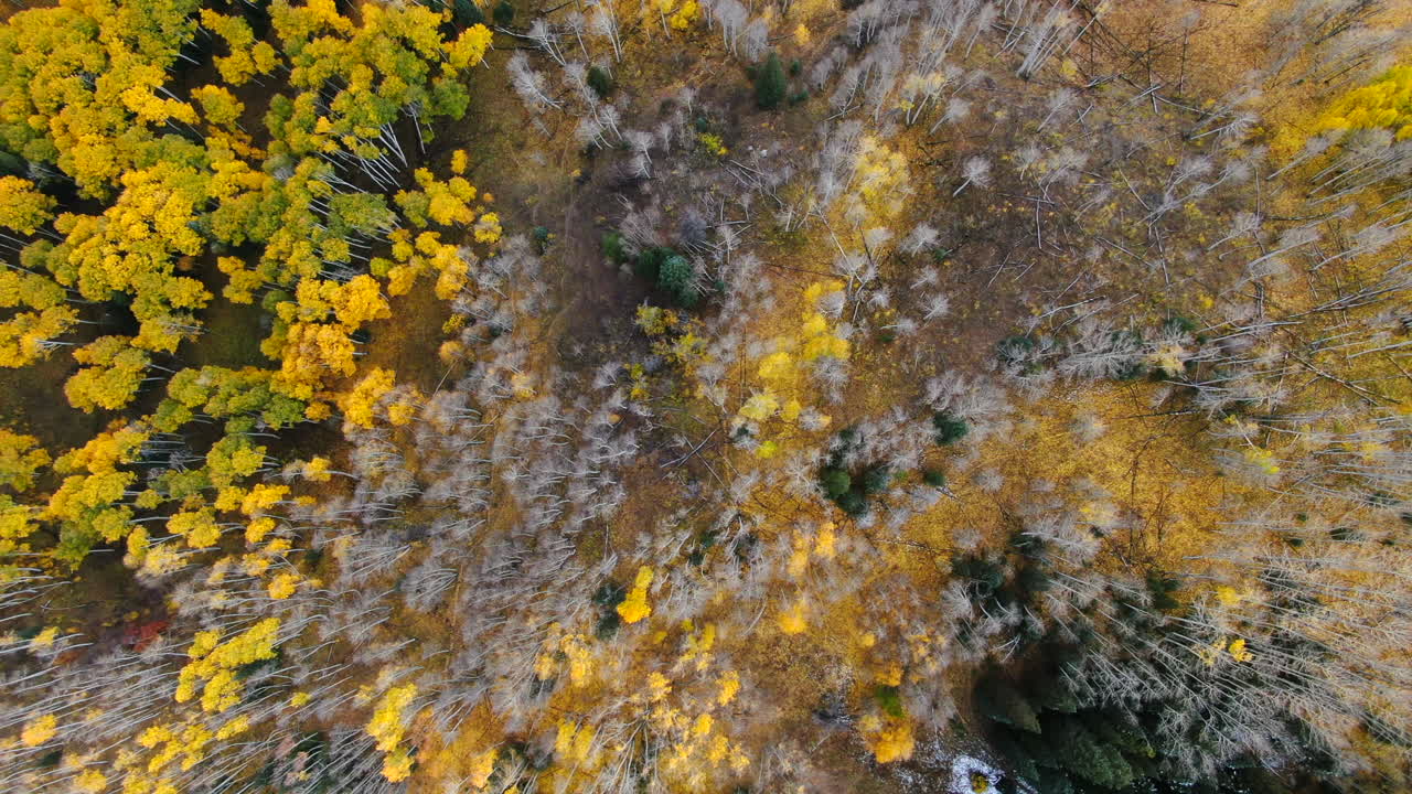 극적인 새의 눈 가을 아스펜 나무 가을 황금 노란 잎 색 케블러 패스 트레일 헤드 공중 영화 드론 풍경 크레스트 버트 gunnison 콜로라도 초 가을 바위 산 왼쪽 움직임