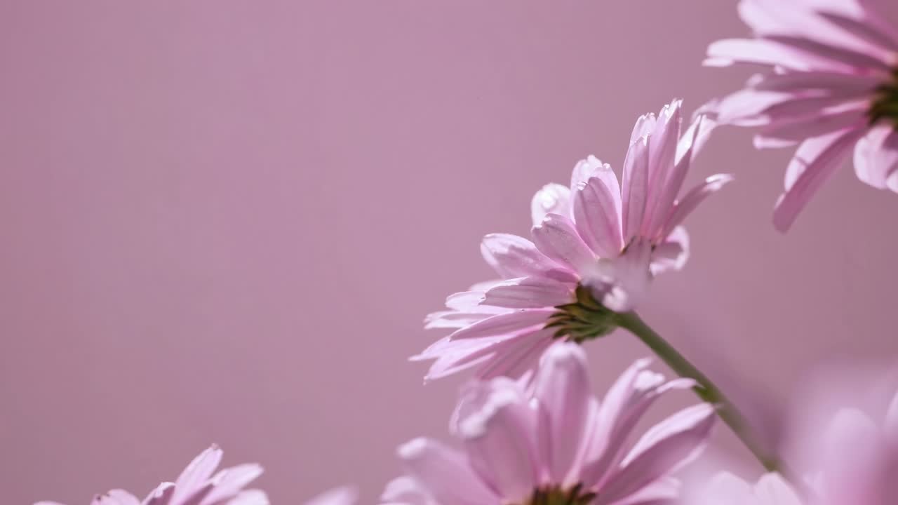 Close-up video of pink daisies against a soft pink background, captured from a low angle