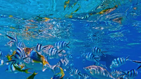 different species of coral reef fishes swimming underwater in a clear water