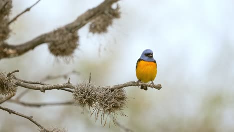 uma saíra colorida azul e amarela em pé em um galho