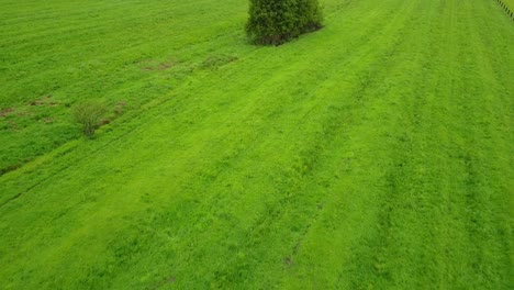 tiro aéreo inclinado hacia arriba de vacas pastando en pastos rodeados de tierras de cultivo verdes