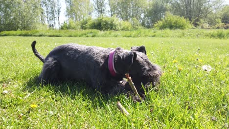 Miniature-Schnauzer-laying-in-the-grass-chewing-a-stick