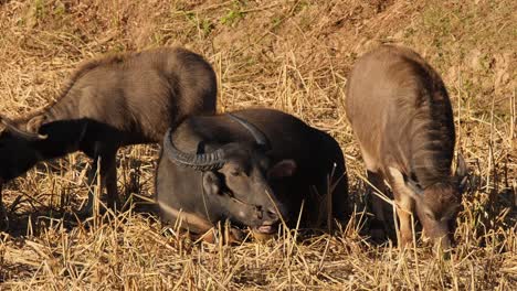 a mother chilling on the ground while its children eat around dry grass, water buffalo, bubalus bubalis, thailand