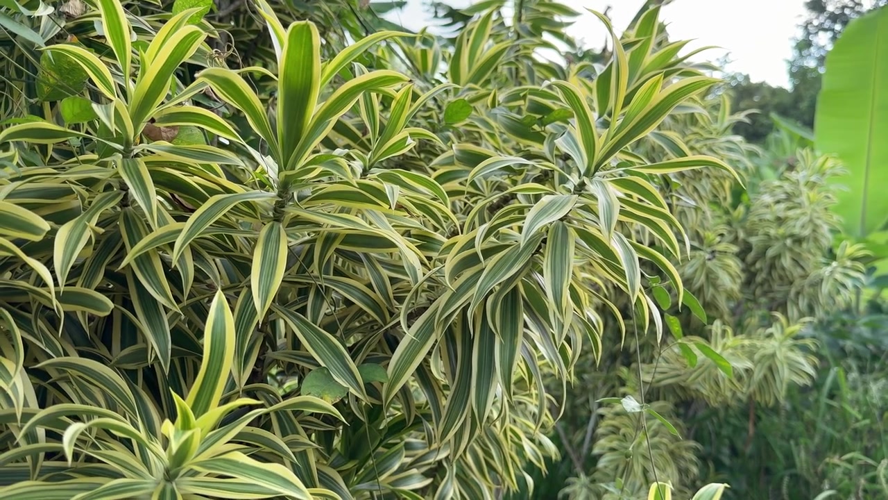 Foglie di pianta a strisce verdi e gialle che ondeggiano dolcemente nel vento
