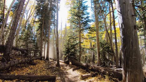 As-the-dirt-cloud-rises-in-the-background-along-a-forest-path,-a-single-golden-Aspen-leaf-falls-through-the-air