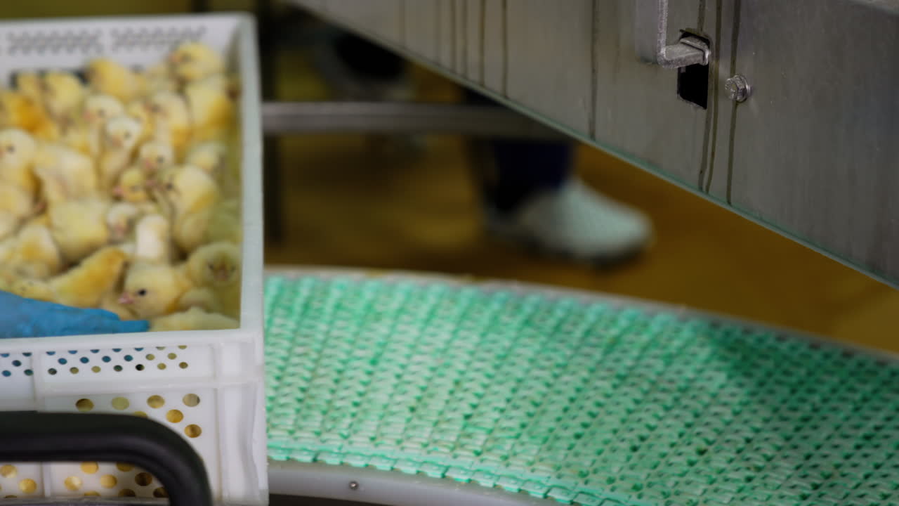 Male hand in blue latex gloves moving the chicks in the plastic box. Checking the poultry offspring at the factory.