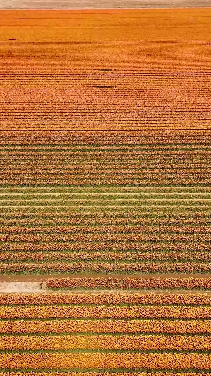 vista aérea de un campo de tulipanes