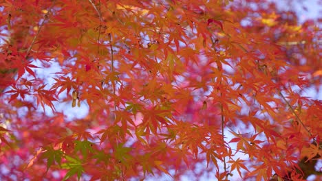 árboles de hoja de arce japoneses en color rojo vibrante durante los colores de otoño