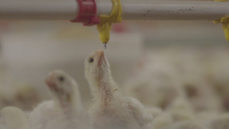 modern chicken farm. chick drinking water