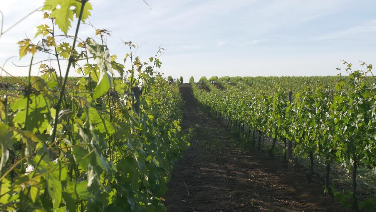 Vigneto nei famosi Cape Winelands vicino a Constantia
