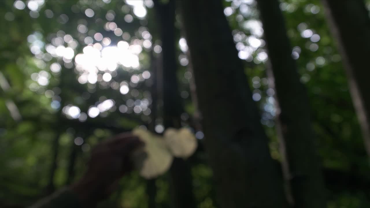 짙은 녹색 안개 자연 흐릿한 배경과 움직이는 나무