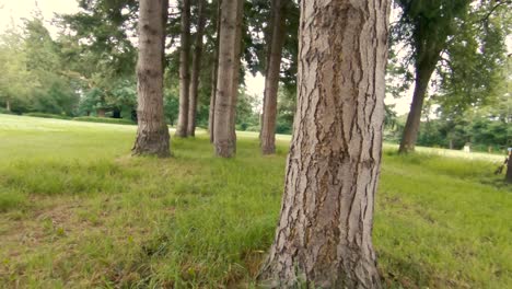 Langsames-Drehen-Durch-Kleine-Baumgruppe-In-Richtung-Grasfeld