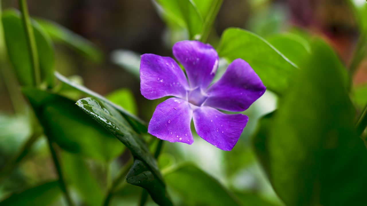 Anagallis arvensis common name for scarlet pimpernel grass and blue flowers - Is a low-growing annual herbaceous plant in the genus Lysimachia of the family Primulaceae