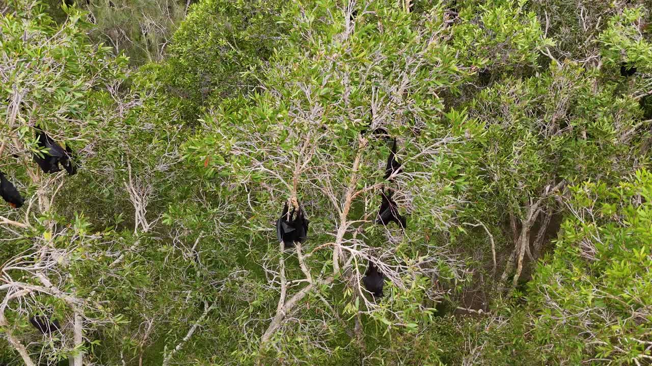 летающие лисы, висящие на австралийских жевательных деревьях