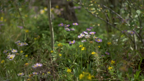 flores silvestres ondeando al viento