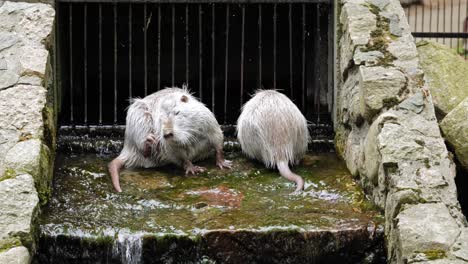 two nutrias bathing on flowing water near iron grate of a water canal at animal park