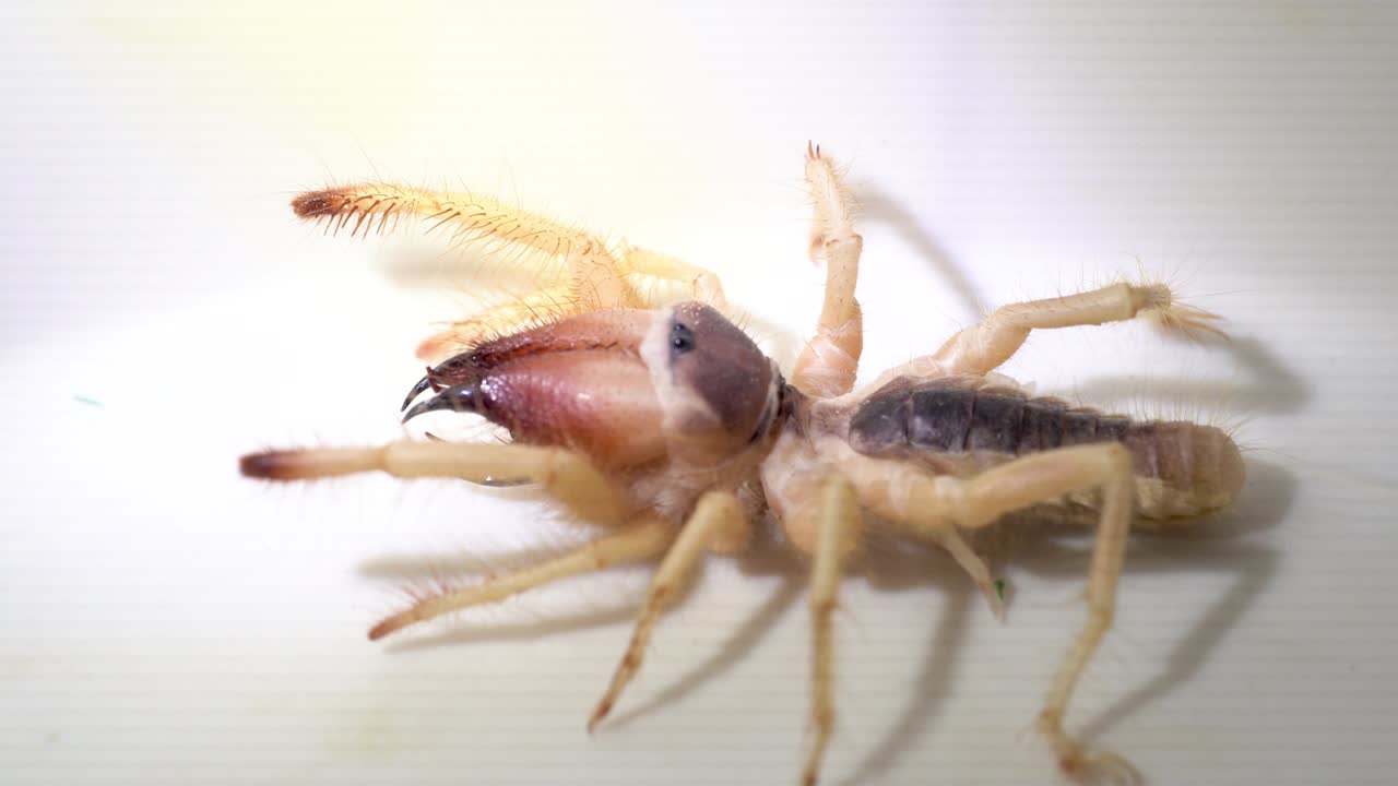 이집트 거인 솔푸지드 (galeodes arabes), 바람 도마 또는 낙타 거미, 거시 촬영, 전면, 근접, 중동의 아랍에미리트에서 방어하는 동안 움직입니다.