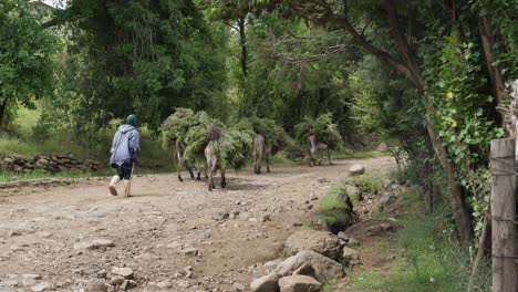 donkeys haul tree branches on rocky dirt road in rural lesotho, africa