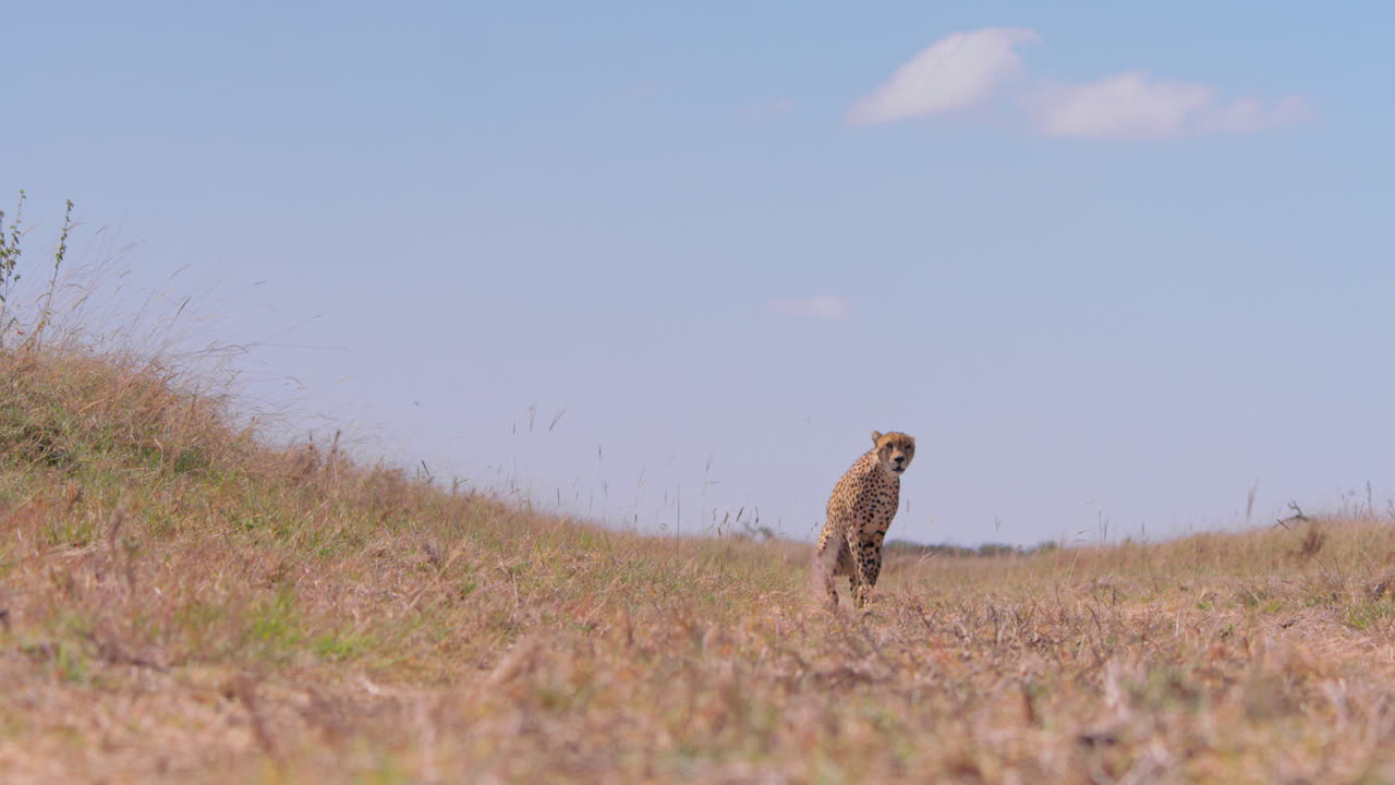 Extreme wide shot of a cheetah surveying grasslands before walking off