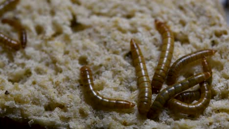 the mealworm is a species of darkling beetle used to feed pets like fish, snakes, birds, and frogs