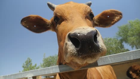 slow motion close up of beautiful brown cow curious of the camera