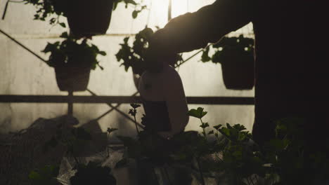 gardener spraying seedlings at sunset in greenhouse